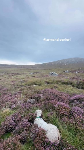 English setter, grouse 🏴󠁧󠁢󠁳󠁣󠁴󠁿. Young setter backing. Cocky Grouse 💪🐥🥃. | Armand Seniori