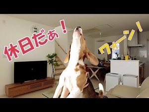 自由なビーグル犬と愉しむ休日のルーティン（ママVer）