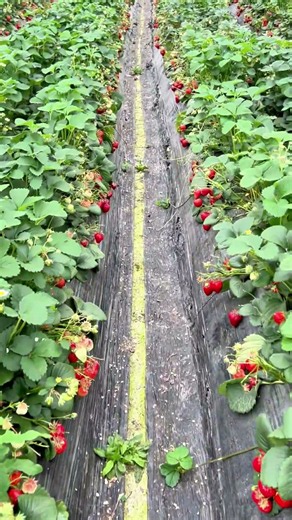 How red can strawberries get? You'd never guess how abundant their harvest is! 🍓