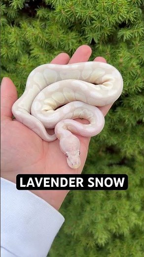 HOW COOL IS OUR LAVENDER SNOW BALL PYTHON