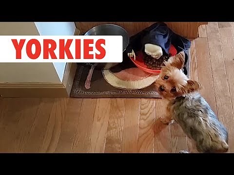Breed All About It: Yorkies
