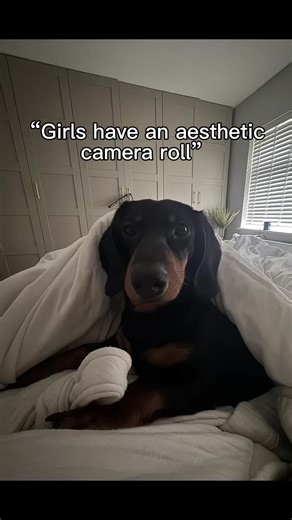 When they ask what’s on your camera role #CapCut #dog #labrador #dachshund