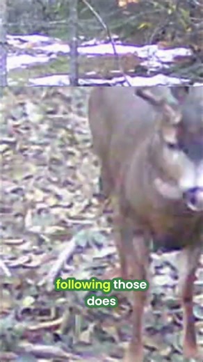 Bucks GO WILD! Deer Rut Behavior Revealed - Don't Miss This! #shorts