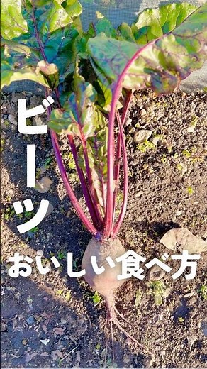 [How to Eat Beets] Easy Prep Recipe for Salads and Soups #EasyRecipe #EasyCooking #shorts #beets