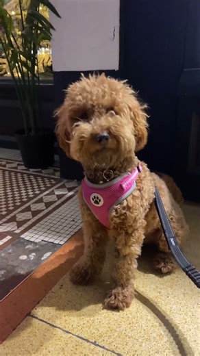 Beautiful well behaved #cockapoo #citydog older #puppy? #vlog #dogs #cute #doggielife #dog #funny