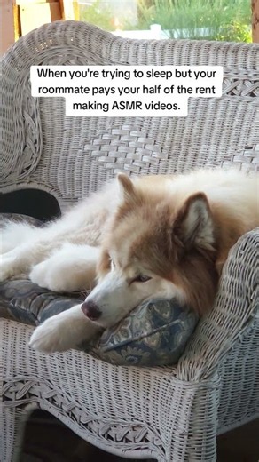 Sometimes I wish I wasn't so self conscious. #redhusky #diesel #funnydog #joke #asmr