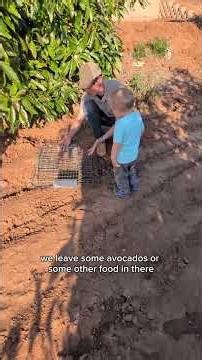 How We Deal With Varmints and Squirrels in the Avocado Grove