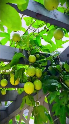 ide cerdas budidaya markisa di balkon yang mudah di rawat #shorts
