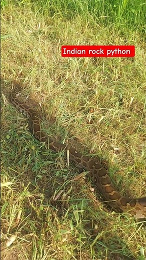 indian rock python rescue | #towardthenature