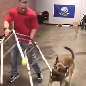 649K views · 545 reactions | Never before has failing looked so adorable 藍 This pooch is struggling at becoming a service dog. | Yahoo | Facebook