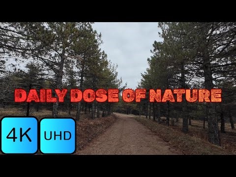 DAILY DOSE OF NATURE 4K FOREST WALK