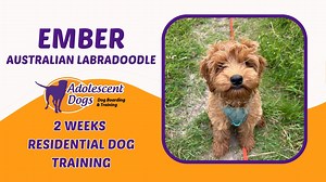 Watch Ember's Training Video!  Our sweet Australian Labradoodle...