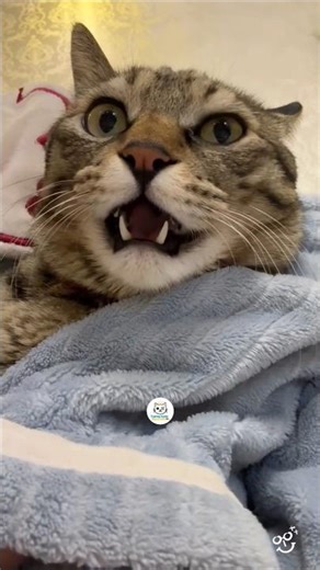 Funny Cat Meowing 😹💥 You Won’t Stop Laughing! #FunnyCat #CatMeowing #Shorts