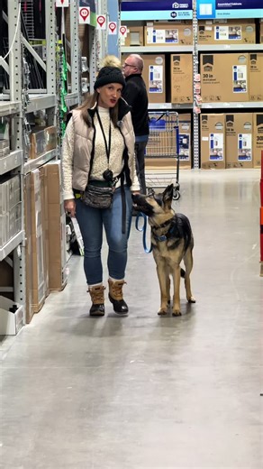 Effective Dog Training Tips for Successful Obedience