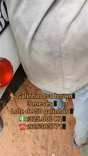 🐔 Galinha ISA Brown – Descrição Completa 🔹 Origem Ok A ISA Brown é uma galinha híbrida de postura, desenvolvida por melhoramento genético para alta produção de ovos. Muito usada em pequenos, médios e grandes aviários por ser económica, resistente e produtiva. 🔹 Características Físicas Cor das penas: Castanho-avermelhado (marrom) Crista: Vermelha, simples e bem desenvolvida Bico: Amarelo Patas: Amarelas Peso médio adulto: Fêmea: 1,9 a 2,2 kg Aparência: Corpo médio, elegante e ativo 🔹 Temperam