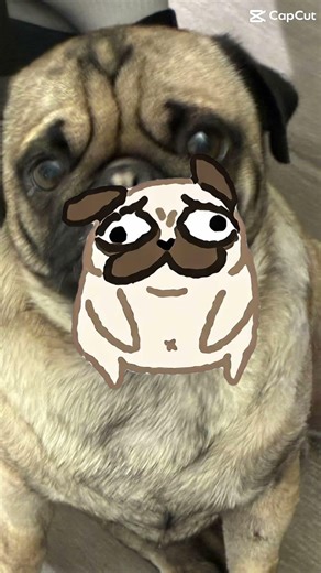 Funny Pug!