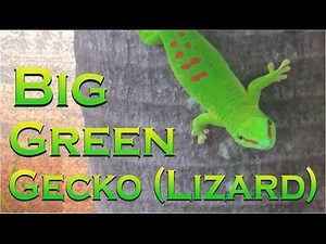 BIG Green Gecko - Lezard Vert ( Mauritius / Ile Maurice)
