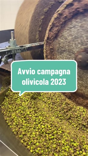 Campagna Olearia 2023: Scopri l'Olio Extravergine