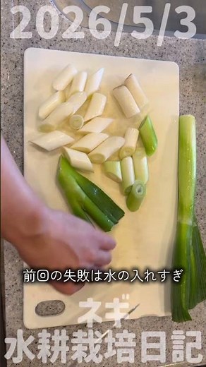 2026/5/3 Green Onion Hydroponics Cultivation Diary