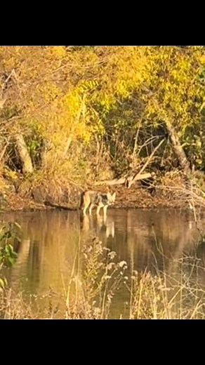 This big ol coyote was caught creepin around some CCO territory. Better not come out at night. Night season starts in just 5 days and then its on!! #wildlife #outdoors #coyote | Coal Creek Outdoors