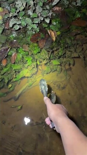 😱 A HUGE CATCH in the DARK! 🐟🔥 | Amazing Night Fishing