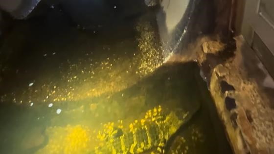 Almost bitten exploring an alligator-infested sewer