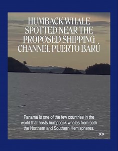 Panama’s Pacific waters are a sanctuary for humpback whales, who travel from both poles to give birth in the safety of the Panamanian coast. The Gulf of Chiriquí is a hotspot of marine biodiversity, home to pilot whales, dolphins, and even orcas. Yet, the proposed Barú Port may threaten this delicate ecosystem. New shipping lanes could increase deadly whale collisions, while dredging may destroy mangroves—one of our best natural defenses against climate change and a habitat for countless species
