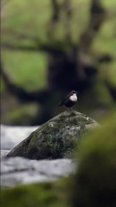 On the Hunt for the White-throated Dipper | UK Wildlife Short