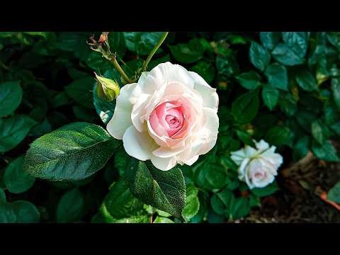 Perfect Anti-Stress Music to Release Burdens🍀 A Break for the Mind to Relieve Fatigue and Find Peace