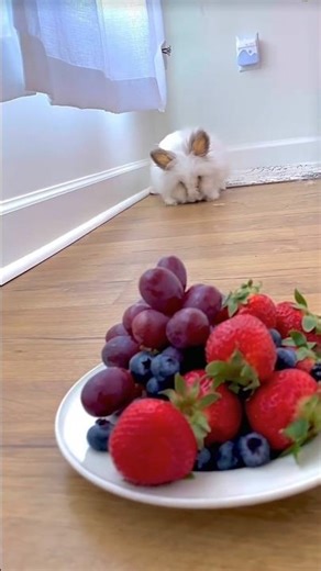 my cute rabbit fruit 🍓 eating #crazyvlog #trending #shortvideo #shorts