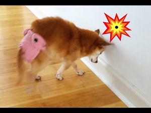 BEST Bumper for the Blind Dog under $1! NO MORE UNCOMFORTABLE HALO or Bumper Collar!