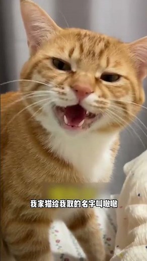 不仅人会给咪起名咪也会给人起名 #梗 #名場面 #離譜操作