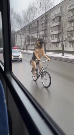 This Dog Is In A High-Speed Chase... On a BICYCLE?! (AI) | Ideas Panda