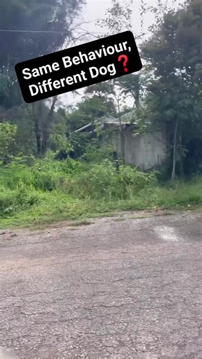 Same Behaviour, Different Dog❓ | Dog Life