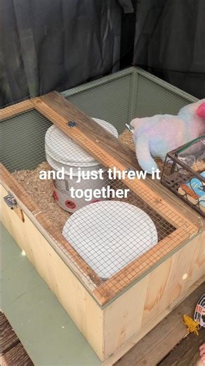 Last minute diy quail brooder from free pallets...I only paid for the hardware!