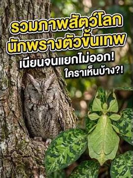 รวมภาพสัตว์โลกนักพรางตัวขั้นเทพ พรางตัวชนิดที่เรียกได้ว่าเนียนจนแยกไม่ออกกันเลยทีเดียว