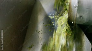 Freshly harvested white grape in corkscrew crusher destemmer, winemaking process
