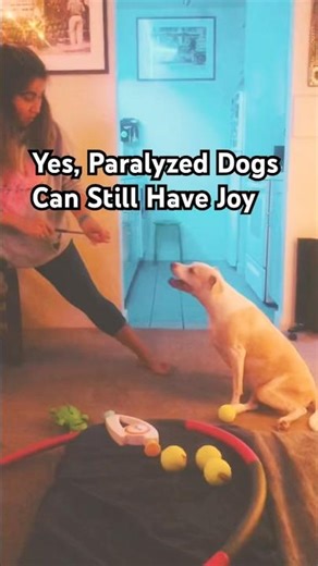 How I Kept My Paralyzed Dog Mentally Stimulated Every Day | IVDD Dog Care 💖 #dogmom #doglife