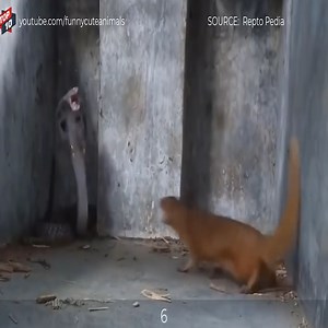 168K views · 414 reactions | Top 7 Crazy Moments Mongoose VS Snake | Animals WP | Facebook