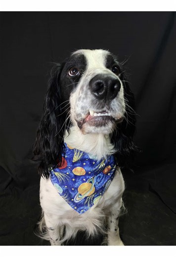 Stumpy checking his social media… making sure everyone saw his new look 🐶🎀✨ Handmade dog accessories by Stumpy’s Style. 🐾 Shop your pup’s style on our website link in bio! #DogTok #CuteDogs #StumpysStyle #DogBandana #DogAccessories