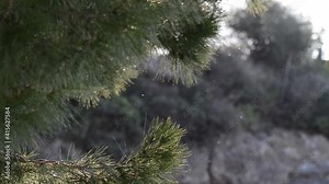 an evergreen maritime pine with its needles moved by the spring breeze in the first warm warmth