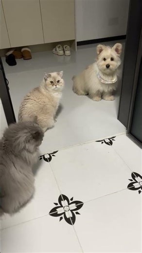 Bodyguards in the Bathroom & My Adorable Pet Dog