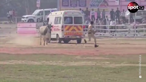 Angry bull chases police officer