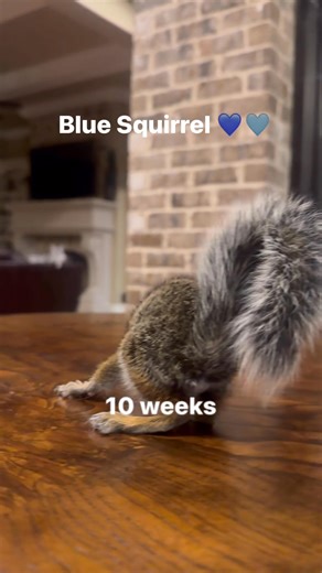 216K views · 6.5K reactions | Blue Squirrel growing up 凉冀. #bluesquirrel #squirrel #cute #pets #adorable #growingup #animals | Zahara Shepherd | Facebook