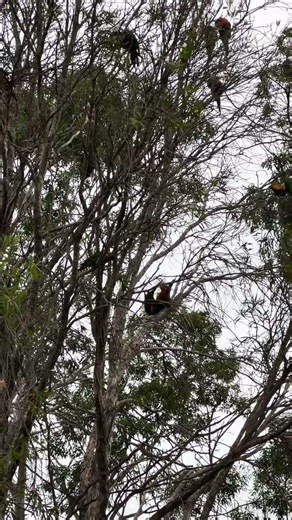 Parrot playground 🎶 | Australian native bird sounds