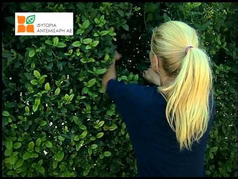 Κλάδεμα Δέντρων και Θάμνων