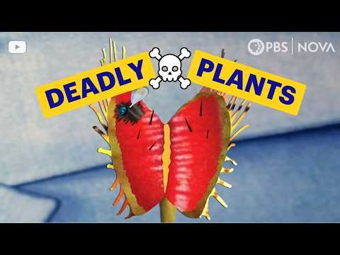 4 Deadly Carnivorous Plants | NOVA | PBS