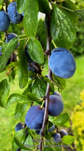 Mận sau vườn ngọt ơi là ngọt | Viet Tran