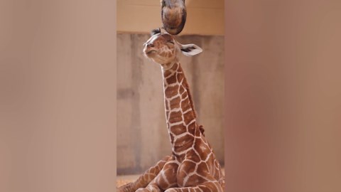 New born giraffe already 5ft 8in charming zoo visitors with distinctive hair do