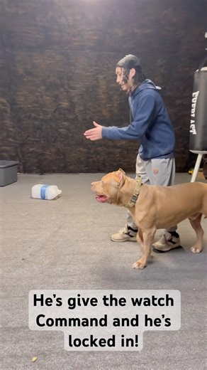 Raising a Leader. Training a Guardian k9 protection 101 #dogtraining #pitbull #viral